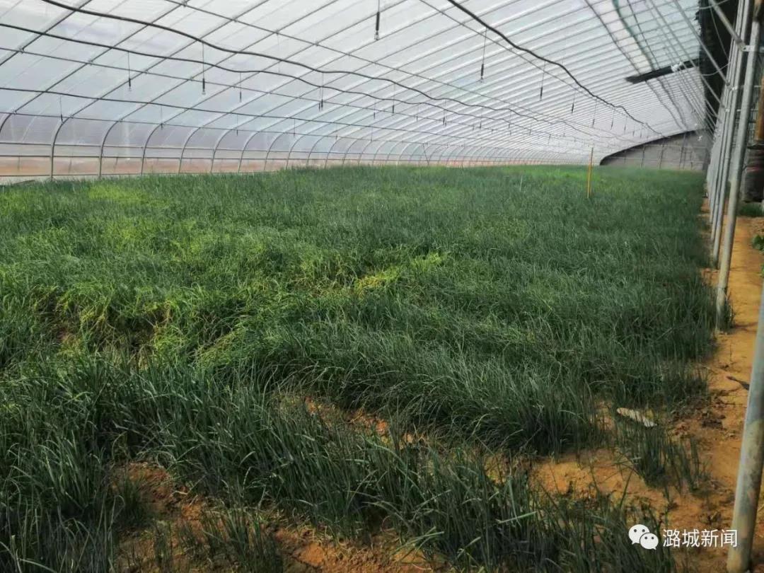 [一年之际在于春] 在小孙的“田野”上