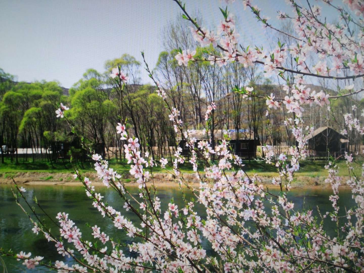 漳河岸边是我家，春江水暖鸭先知