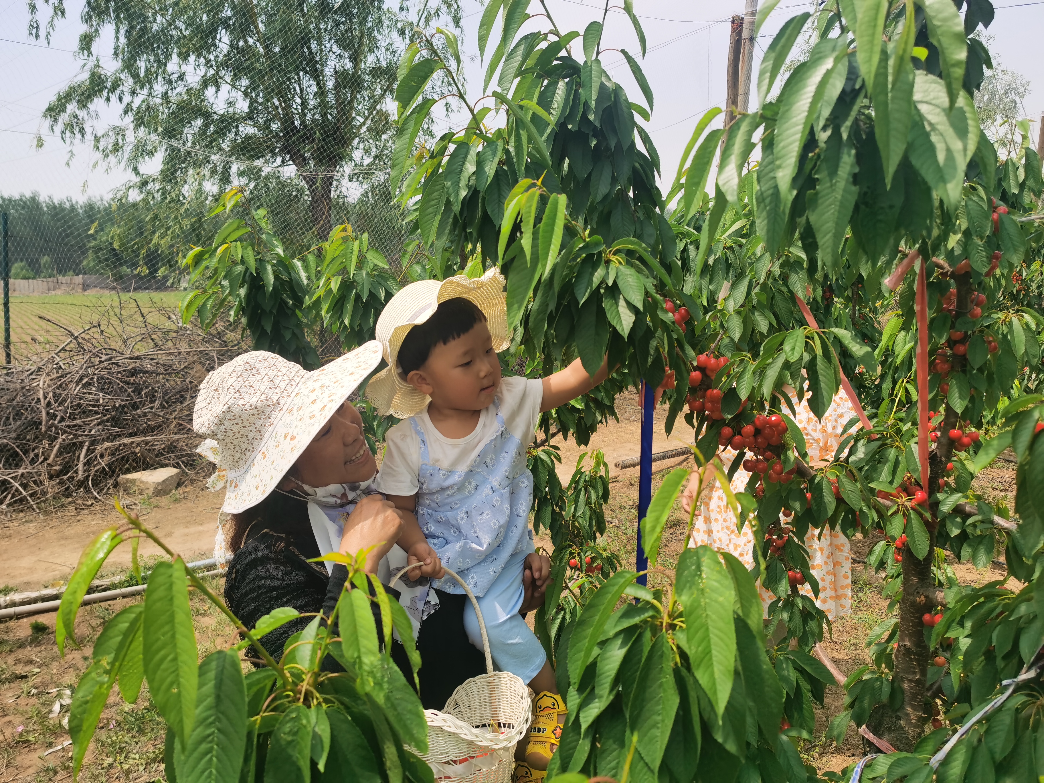 樱桃采摘到这里