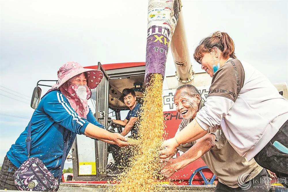 我省夏粮生产丰收在望