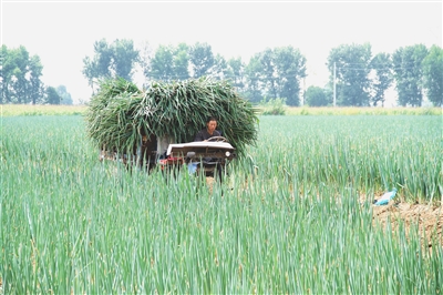 构建现代农业产业体系 稳步提升乡村“颜值气质”