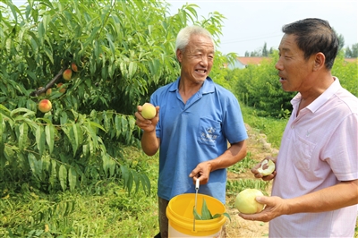 桃树长势好，桃农乐开花