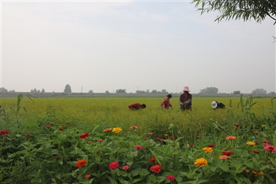 史回镇： 万亩柴胡助力乡村振兴