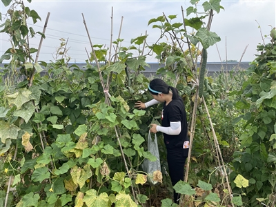 北庄村：“田园生活”搭起“振兴桥梁”