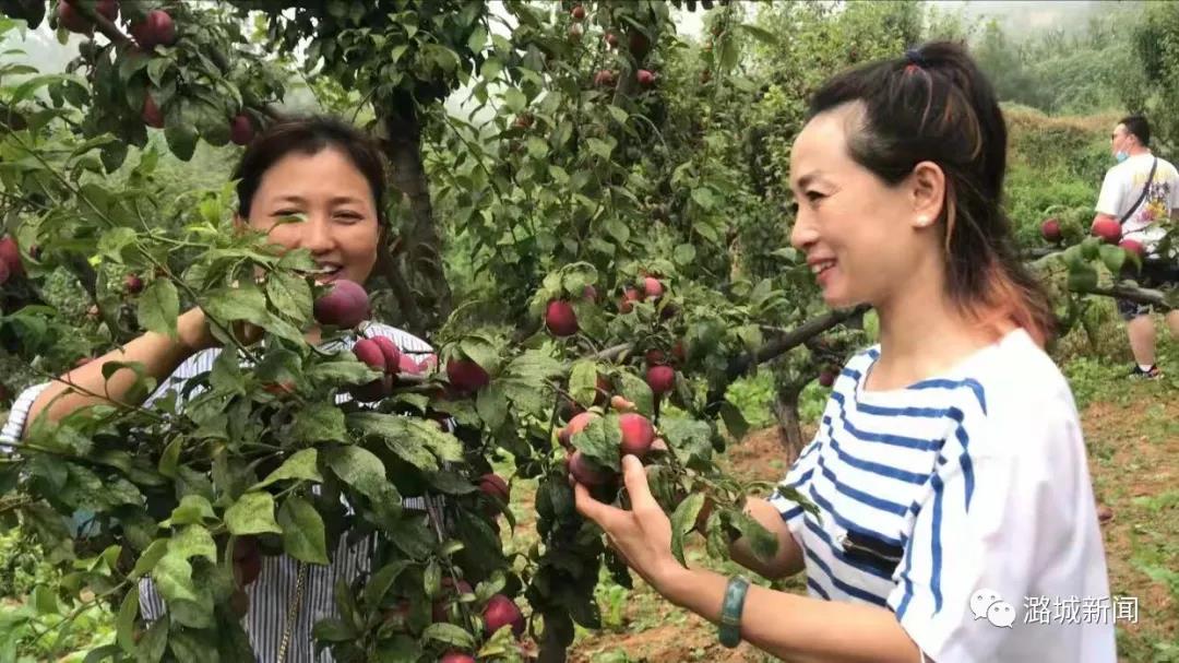 蔚佳领生态园：李子熟了   生意火了