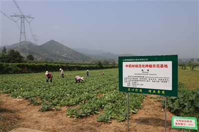 山西维康德济中药材有限公司： 荒山坡变成“金银窝”