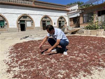 南花辿村： 特色产业“忙”丰收