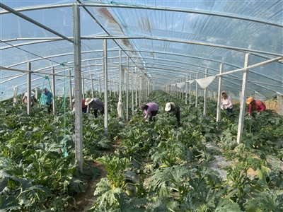 小天贡村特色农业种植基地： 西葫芦变为“宝葫芦”