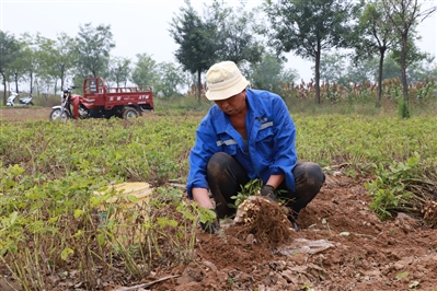 辛安泉镇续村：“五彩花生”变身“金豆豆”