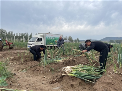 大葱田间采收忙