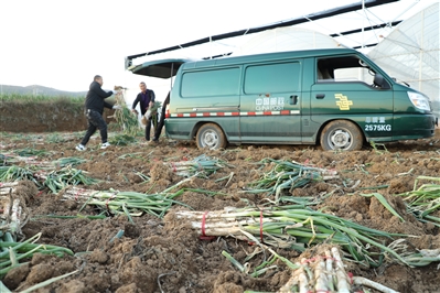 “大葱”牵手邮政 拓宽销售渠道