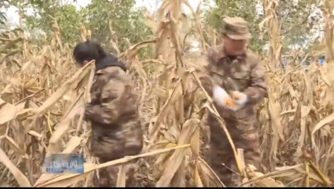 史回镇：党员干部在田间     群众秋收有保障