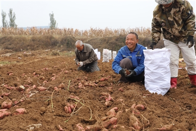 辛安泉镇：秋粮颗粒归仓 群众温暖过冬