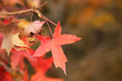 秋到潞城风景靓