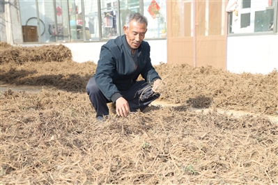 【走进乡村看小康】史回镇：农家院里话柴胡