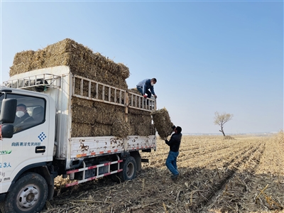 废秸秆科学利用成“新宠”