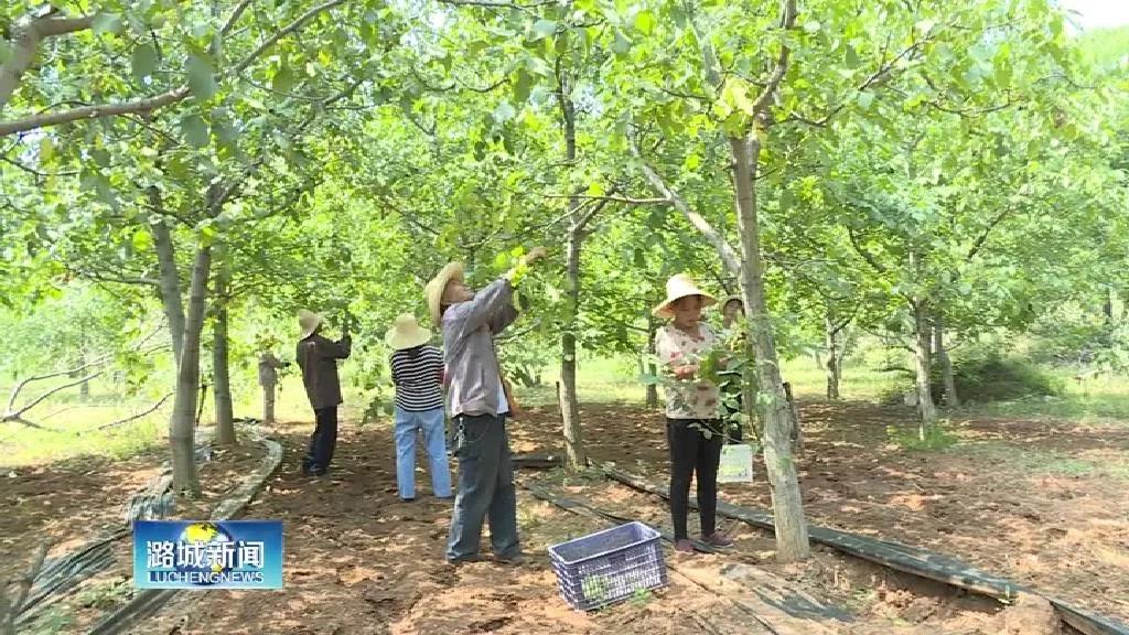 壮大扶贫产业 夯实脱贫根基