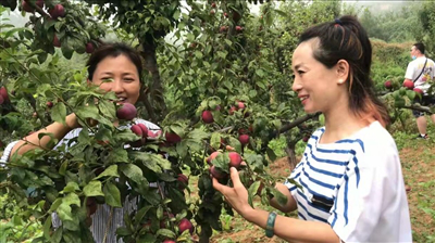蔚佳领生态园：李子熟了 生意火了
