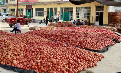 神泉村旱地西红柿：“映”红产业致富路 