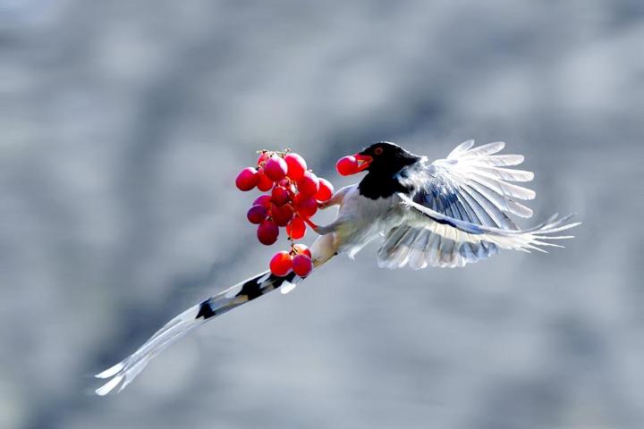 潞城区文联上党鸟类展三