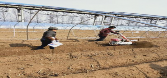 山西潞城的生姜“致富经”