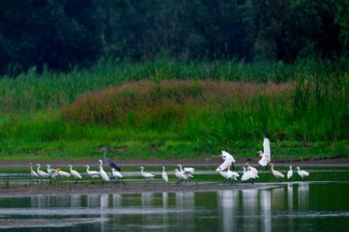 潞城区文联上党鸟类展四