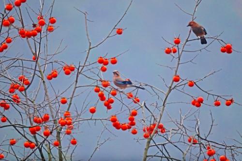 潞城区文联上党鸟类展一