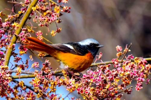 潞城区文联上党鸟类展二