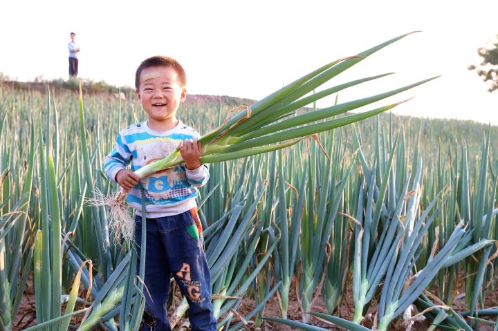熬脑有机大葱产业