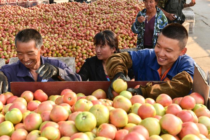 神泉村打造西红柿产业园