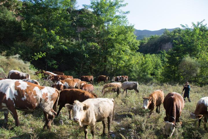 贫困户贷款养牛