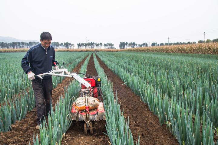 大葱种植  产业脱贫