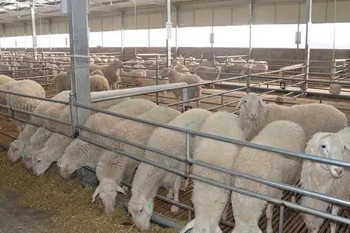 ​贫困户带领村民“发羊财