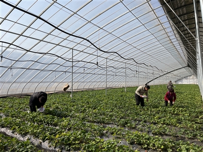 补齐土地“空档期”