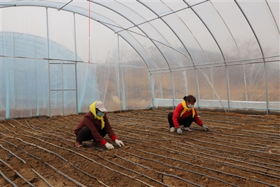 万亩大葱种植扩宽产业发展新路子