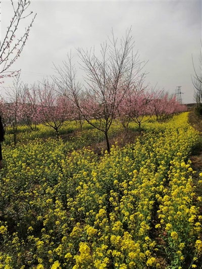南流村：山花烂漫“调产”路