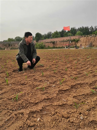 老李的“试验田”