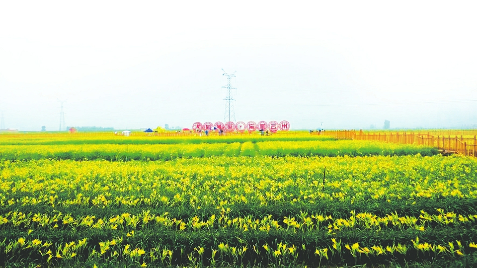 黄花娇艳 日子甘甜