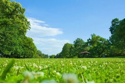 【听见 · 你的声音】一条开满鲜花的路