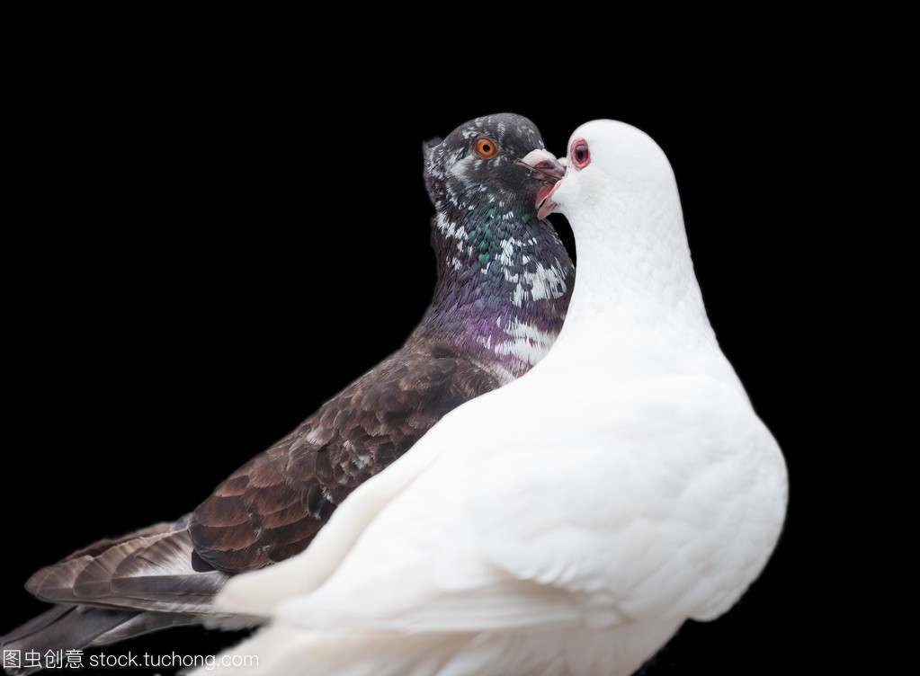 ​【听见 · 你的声音】两只鸽子