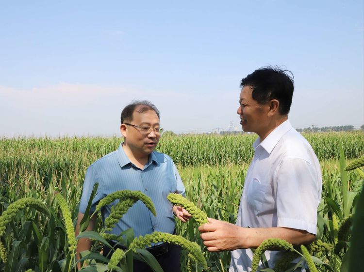 柴哲调研农业产业发展情况