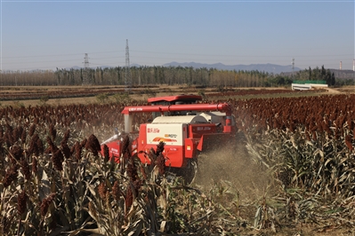 高粱红了 “丰”景来了