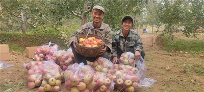 岭后苹果“出山记”