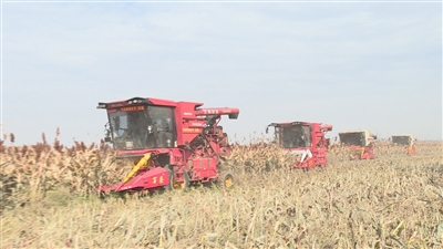 万亩高粱“红景”至 农业机械来收获