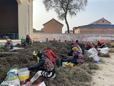 史回镇：小柴胡敲开“致富门”