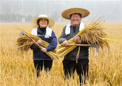 辛安泉镇南流村 稻花香里说丰年