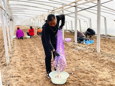 蒜苗种植正当时