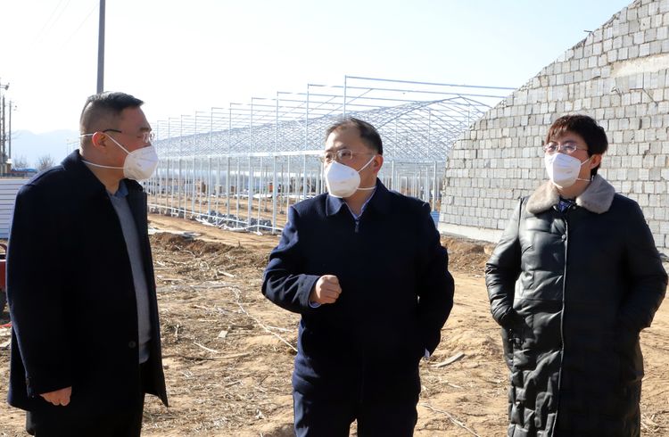 柴哲在潞华街道调研大葱产业发展情况