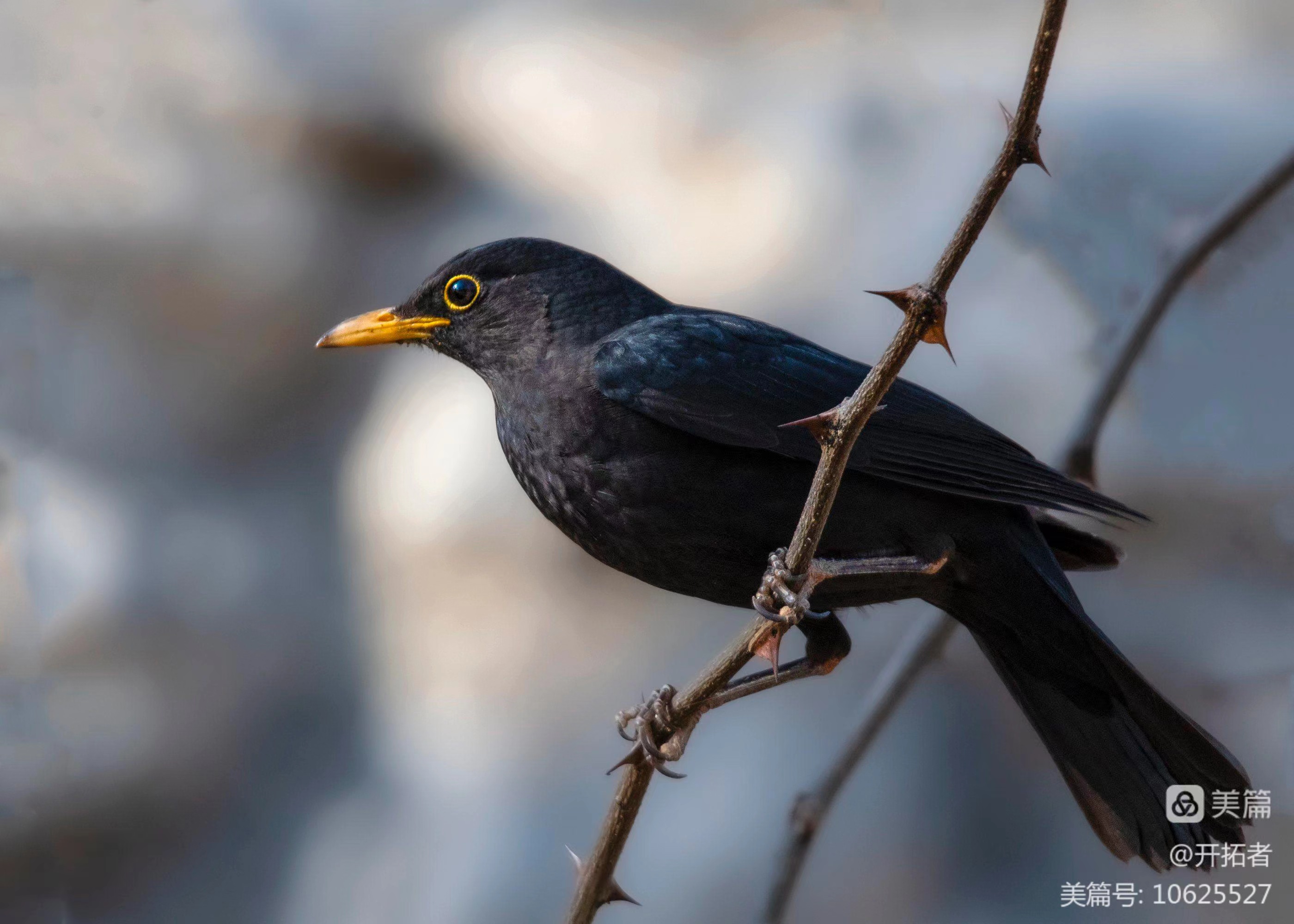 5b33ca345e0cf826fb0362f96c89bab.jpg 5b33ca345e0cf826fb0362f96c89bab.jpg