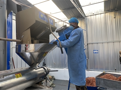 辛安泉镇续村：“红豆豆”变身“金油油”